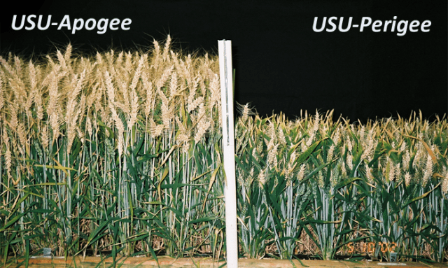 apogeeperigeelabeled